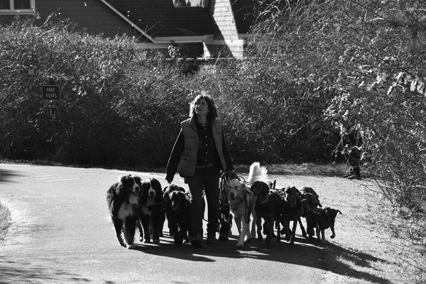 Harnais jack russell : guide pour un choix judicieux