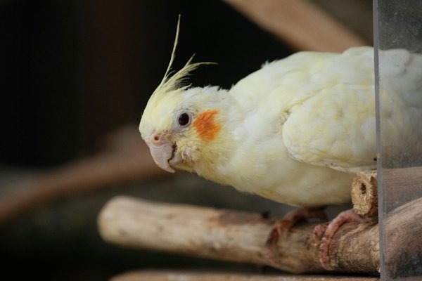 Comment mettre en place un suivi médical régulier pour votre chat ?