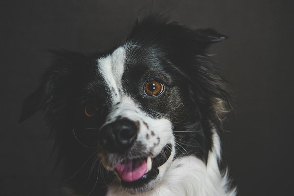 Animalcompanionsnetwork