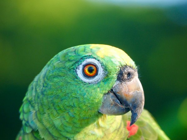 Bien choisir les croquettes pour son chien : vers une alimentation adaptée et saine