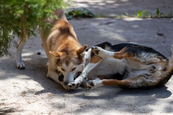 Comment identifier les comportements compulsifs chez mon chien et comment les traiter ?