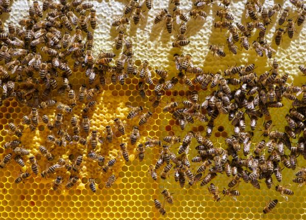 Comment les abeilles s'adaptent-elles aux variations saisonnières de leur environnement?