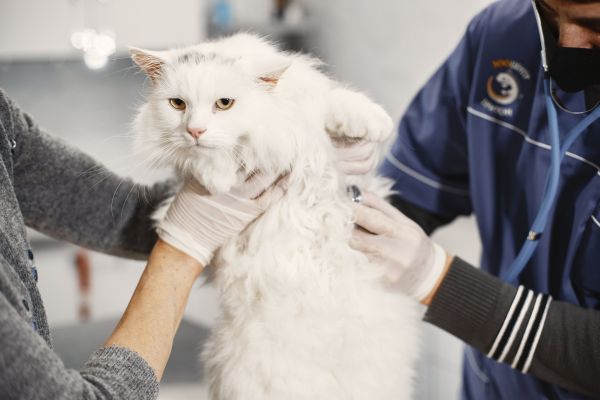 Comment mettre en place un suivi médical régulier pour votre chat ?