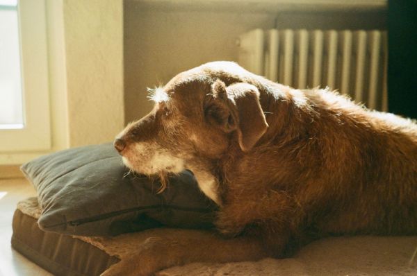 Comment reconnaître les premiers signes de vieillissement chez mon chien ?
