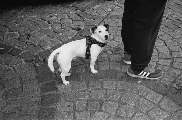 Harnais jack russell : guide pour un choix judicieux