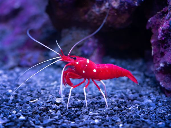 Nourriture pour crevettes et matériel d'aquarium : conseils et choix