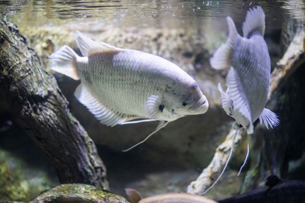 Pourquoi certaines espèces de poissons d'eau douce sont-elles en danger d'extinction?