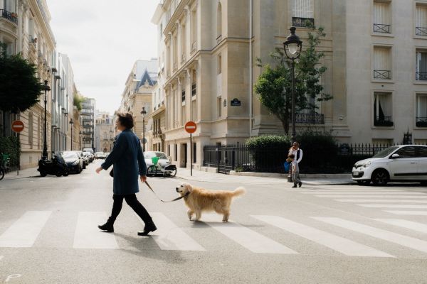Quelles sont les meilleures façons de réduire le stress environnemental pour les animaux de compagnie ?