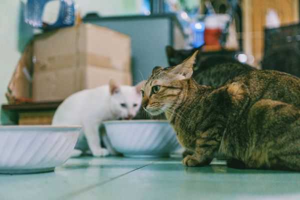 Quelles sont les meilleures stratégies pour nourrir un chat difficile ?
