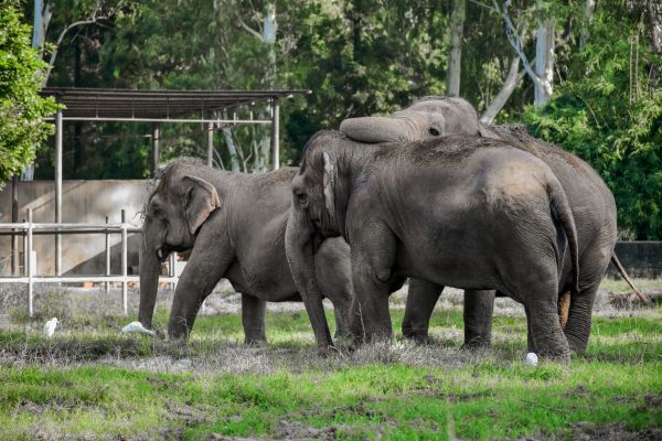 Quels sont les comportements de communication observés chez les éléphants en captivity?