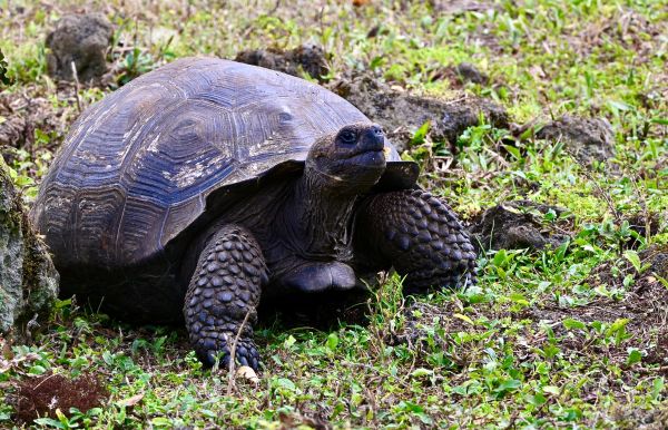 Quels sont les défis liés à la conservation des espèces endémiques sur des îles isolées ?