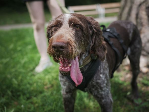 Quels sont les signes d'un chien en chaleur et comment m'assurer de son confort pendant cette période ?