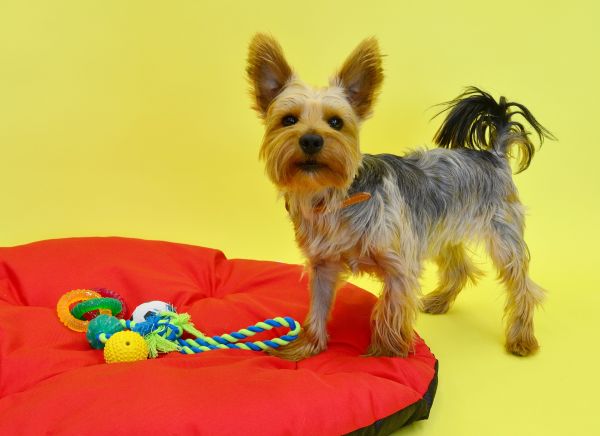 Tapis pour chien : le choix parfait pour un animal heureux