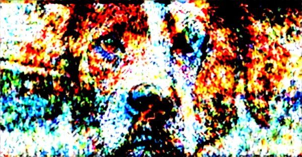 Votre partenaire idéal : guide des races de chien à découvrir