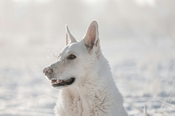 Tout savoir sur le berger blanc suisse : un compagnon idéal